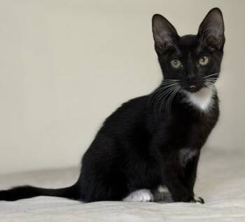 Rescue Domestic Short Hair Cats for Adoption in San Antonio, Texas - Carp | PetCurious