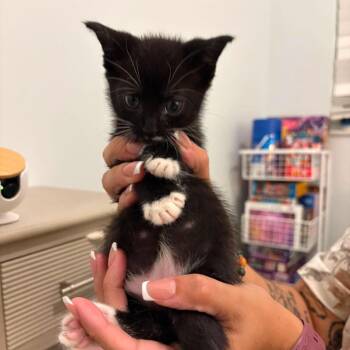 Pepper -  Domestic Short Hair Cat for Adoption in Tampa, Florida - Pepper | PetCurious