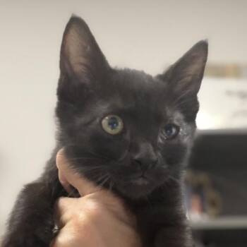 Onyx -  Domestic Short Hair Cat for Adoption in Midland, Texas - Onyx | PetCurious