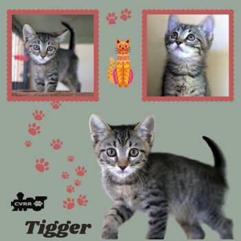 Tigger (Kitten) -  Tabby Cat for Adoption in Lindsay, California - Tigger (Kitten) | PetCurious