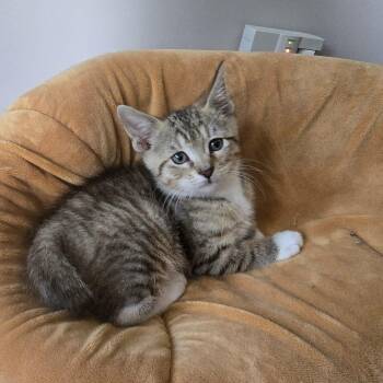 Ted -  Tabby Cat for Adoption in Woodbridge Township, New Jersey - Ted | PetCurious