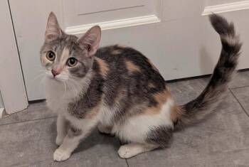Domestic Short Hair Cats Available for Adoption in South Bend, Indiana - Nora | PetCurious