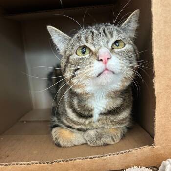 Sweetie -  Domestic Short Hair Cat for Adoption in Lindon, Utah - Sweetie | PetCurious