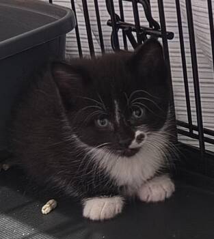 Dorothy -  Domestic Short Hair Cat for Adoption in Dunellen, New Jersey - Dorothy | PetCurious