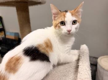 Domestic Short Hair Cats Available for Adoption - Koi | PetCurious