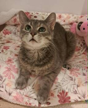 Bijou -  Domestic Short Hair Cat for Adoption in Pelham, Ontario - Bijou | PetCurious