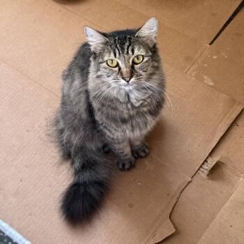 Rescue Domestic Long Hair Cats for Adoption in Springfield, Oregon - Short Stack | PetCurious