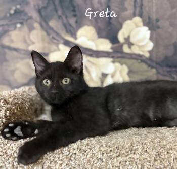American Curl Cats Available for Adoption - Greta | PetCurious