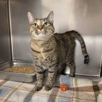 Rescue Domestic Short Hair Cats for Adoption in Beaumont, Texas - Possum Princess | PetCurious