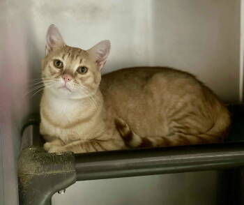 Rescue Domestic Short Hair Cats for Adoption in El Centro, California - Tigger | PetCurious