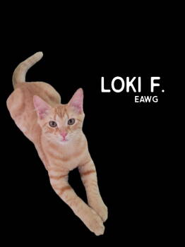Rescue Domestic Short Hair and Tabby Cats for Adoption in Pensacola, Florida - Loki F. | PetCurious