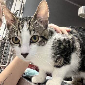 Rescue Domestic Short Hair Cats for Adoption in Oneonta, New York - Neo | PetCurious