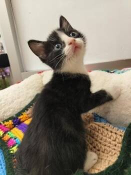 Rescue Domestic Short Hair Cats for Adoption in Parlier, California - Billy Bob | PetCurious