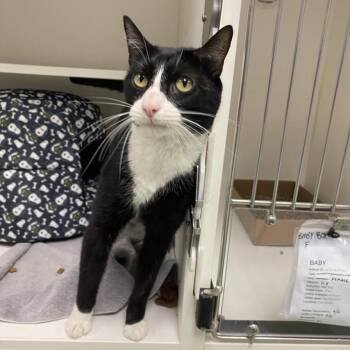 Rescue Domestic Short Hair Cats for Adoption in Philadelphia, Pennsylvania - Baby | PetCurious