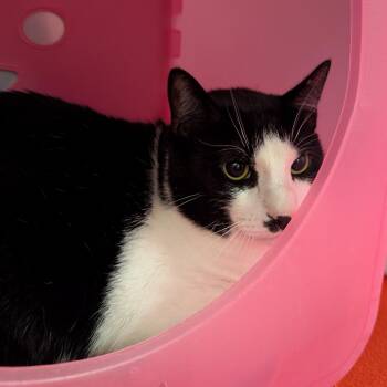 Jinx -  Domestic Short Hair Cat for Adoption in Titusville, Florida - Jinx | PetCurious