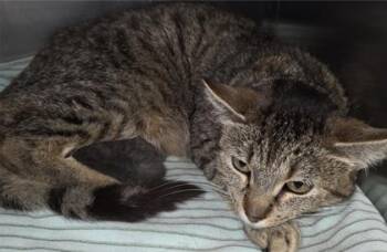 Apricot -  Domestic Short Hair Cat for Adoption in Simcoe, Ontario - Apricot | PetCurious