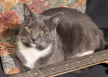 Domestic Short Hair Cats Available for Adoption - Maui | PetCurious