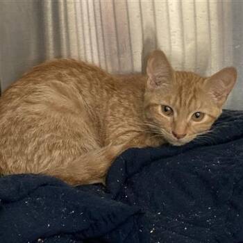 Aruba -  Domestic Short Hair Cat for Adoption in Prince Frederick, Maryland - Aruba | PetCurious