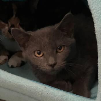 Rescue Russian Blue and Domestic Short Hair Cats for Adoption in Bethel, Connecticut - Capri  ALLURINGLY BEAUTIFUL | PetCurious