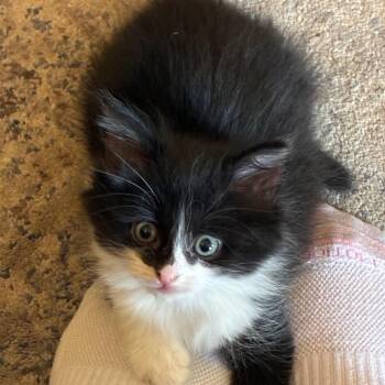 Domestic Long Hair Cats Available for Adoption in West Jefferson, Ohio - Fluffy Butt | PetCurious