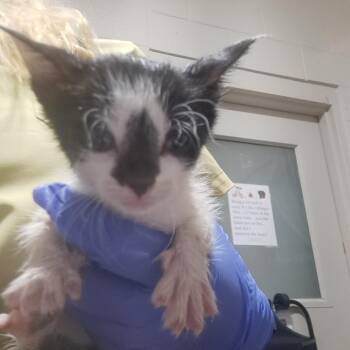 Domestic Short Hair Cats Available for Adoption in Milton, Florida - Ophelia | PetCurious