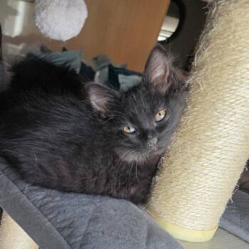 Domestic Medium Hair Cats Available for Adoption in Fort Worth, Texas - Ponzu | PetCurious