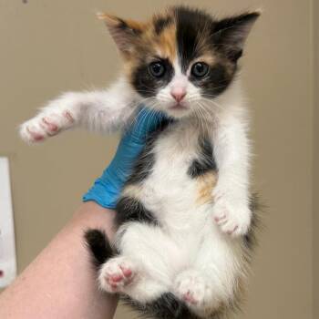Oksana -  Domestic Short Hair Cat for Adoption in Birmingham, Alabama - Oksana | PetCurious