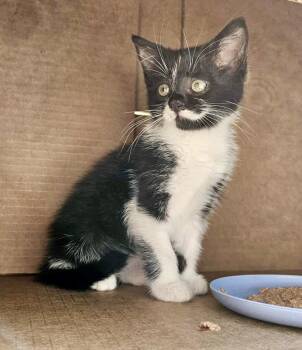 Rescue Tuxedo and Domestic Medium Hair Cats for Adoption in Myrtle Beach, South Carolina - Baby Girl Zelda | PetCurious