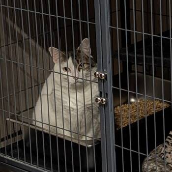 Domestic Short Hair Cats Available for Adoption in Saugerties, New York - Dior | PetCurious