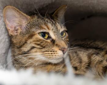 Domestic Short Hair Cats Available for Adoption - Lana | PetCurious