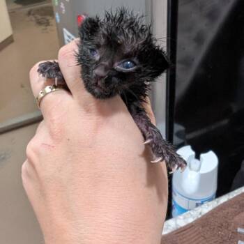 Domestic Short Hair Cats Available for Adoption - Bottle Kitten 5 | PetCurious