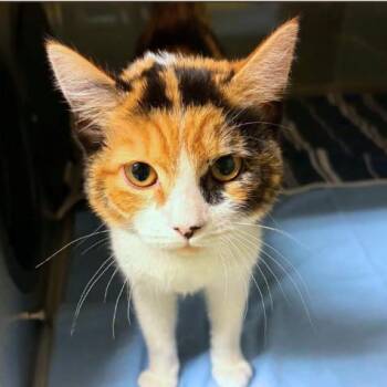 Lemonade -  Domestic Short Hair Cat for Adoption in Concord, North Carolina - Lemonade | PetCurious
