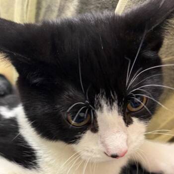 Glee -  Domestic Short Hair Cat for Adoption in Murray, Utah - Glee | PetCurious
