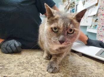 Rescue Domestic Short Hair Cats for Adoption in Maumee, Ohio - Smokey | PetCurious