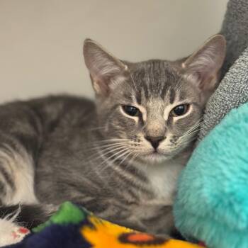 Snowglobe -  Domestic Short Hair Cat for Adoption in Phoenix, Arizona - Snowglobe | PetCurious