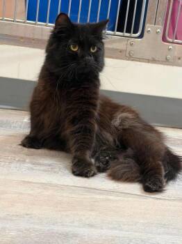 Louie (92955) -  Domestic Medium Hair Cat for Adoption in St. George, Utah - Louie (92955) | PetCurious