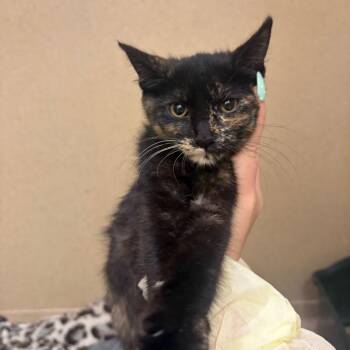 Wafer -  Domestic Short Hair Cat for Adoption in Pekin, Illinois - Wafer | PetCurious
