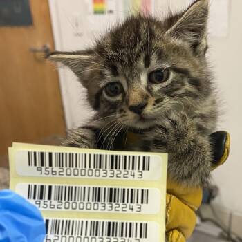 Russet Potato -  Domestic Short Hair Cat for Adoption in Charleston, West Virginia - Russet Potato | PetCurious