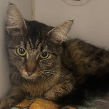 Rescue Domestic Medium Hair Cats for Adoption in Naperville, Illinois - Carol | PetCurious