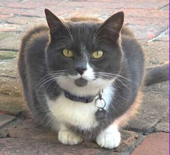 Domestic Short Hair Cats Available for Adoption in Alameda, California - ALCHEMY | PetCurious