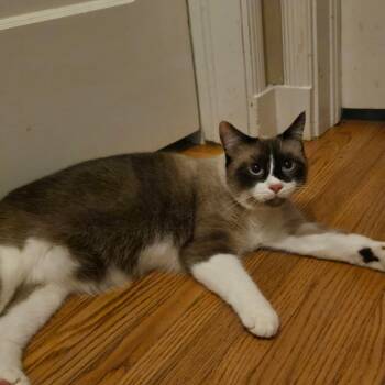 Marco (bonded pair with Mikey) -  Domestic Short Hair and Siamese Cat for Adoption in Tulsa, Oklahoma - Marco (bonded Pair With Mikey) | PetCurious