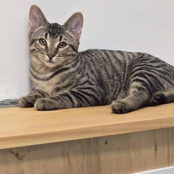 Sebastian -  Domestic Short Hair Cat for Adoption in Morristown, Vermont - Sebastian | PetCurious