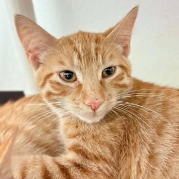 Dakota -  Domestic Short Hair Cat for Adoption in Springfield, Illinois - Dakota | PetCurious
