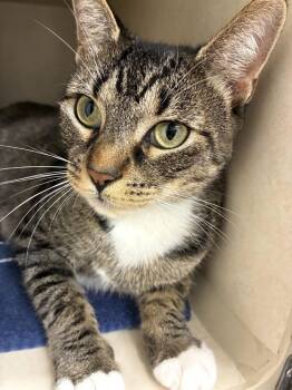 Honey -  Domestic Short Hair Cat for Adoption in Elmsford, New York - Honey | PetCurious