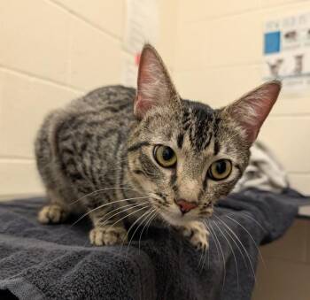 Halibut -  Domestic Short Hair Cat for Adoption in Santa Rosa, California - Halibut | PetCurious