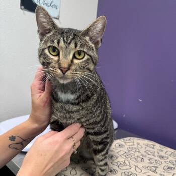 Waylon -  Domestic Short Hair Cat for Adoption in Englewood, Florida - Waylon | PetCurious