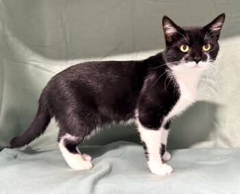 Rescue Domestic Short Hair Cats for Adoption in Beech Bottom, West Virginia - MAC | PetCurious