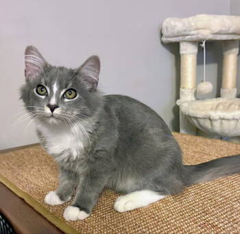 Rescue Domestic Long Hair Cats for Adoption in Knoxville, Tennessee - Birtch | PetCurious