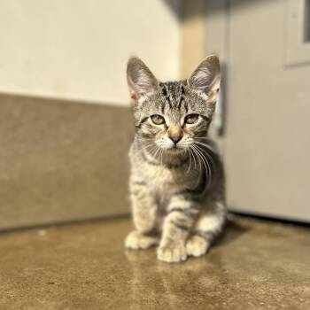 Phoenix -  Domestic Short Hair Cat for Adoption in Green Bay, Wisconsin - Phoenix | PetCurious