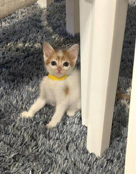 LISTO -  Domestic Short Hair Cat for Adoption in Camarillo, California - LISTO | PetCurious
